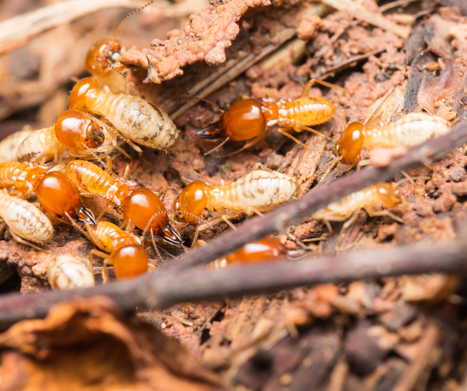 How do I Know if I Have Subterranean Termites in my Home?